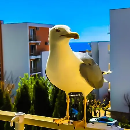 شقة William's - Sixth Large سفيتي فلاس